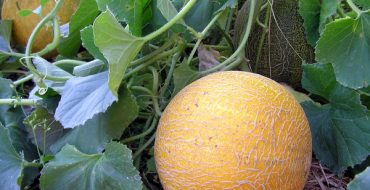 Les melons de la variété Kolkhoznitsa mûrissent dans le jardin