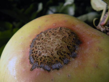 Maladie du fœtus Oural Nalivnoe