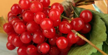 Branche de viorne pour le stockage