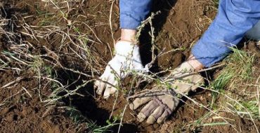 Greffe de printemps d'un groseillier à maquereau