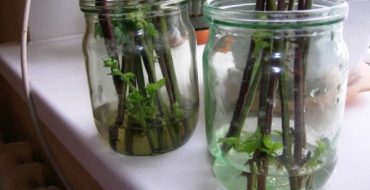 Couper les mûres à la maison