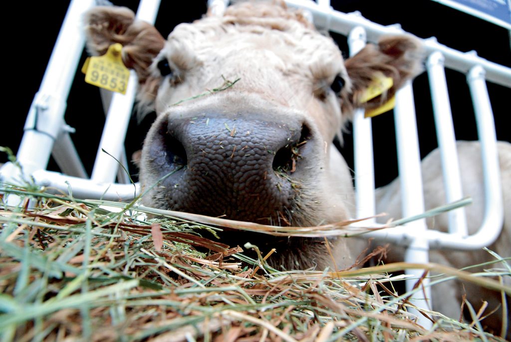 Le radis comme culture fourragère