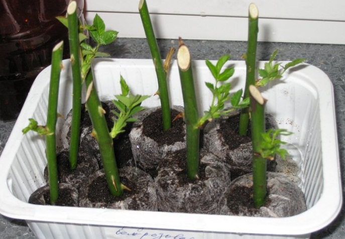 Faire pousser une bouture dans le sol