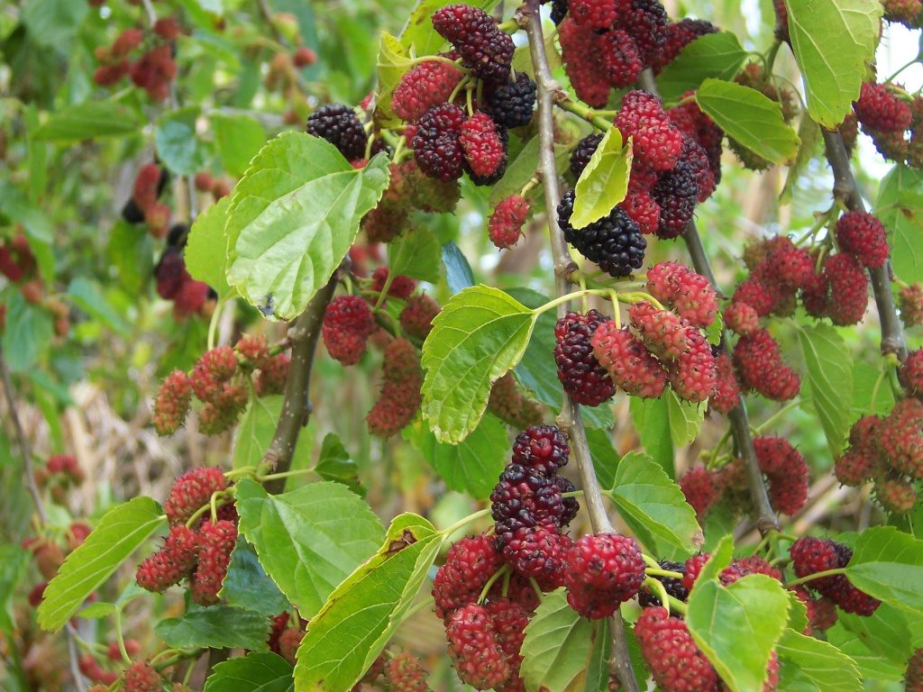 Fruit du mûrier rouge