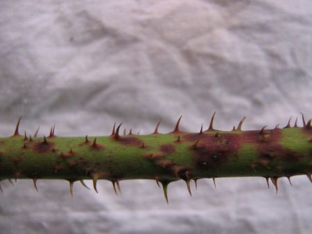 Tronc de mûre malade