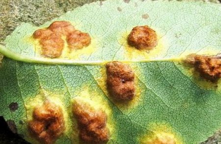 Maladies des mûres et lutte contre elles