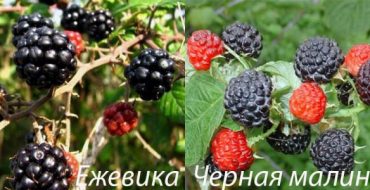 Différences entre les mûres et les framboises noires