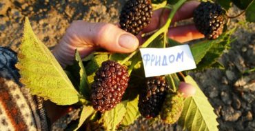 Liberté érigée buisson de mûre remontante