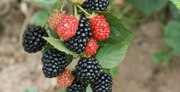 Branche triple couronne avec fruits