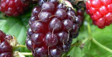 Baie de Jemalina se bouchent