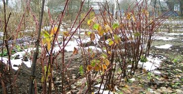 Emplois intersaisonniers de soins aux mûres