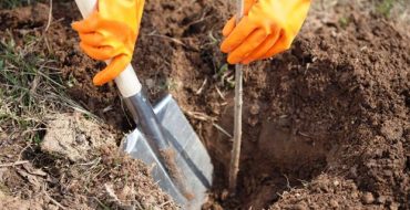 Planter un semis de mûrier