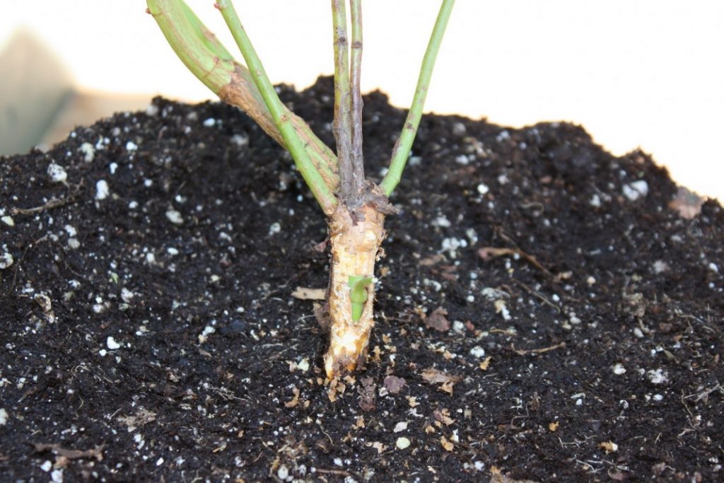 La rose. greffé sur le porte-greffe