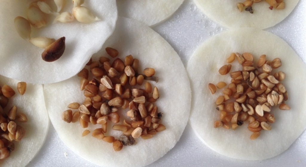 Stratification obligatoire des graines de roses