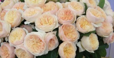 Roses anglaises d'Austin