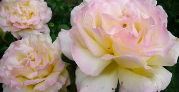 Gloria Day - rose délicate