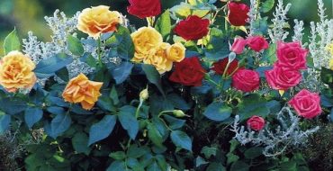 Arbustes miniatures dans le jardin