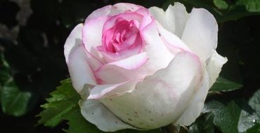 Fleur délicate - Dolce Vita