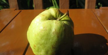 Qualité de coing Zubutlinskaya