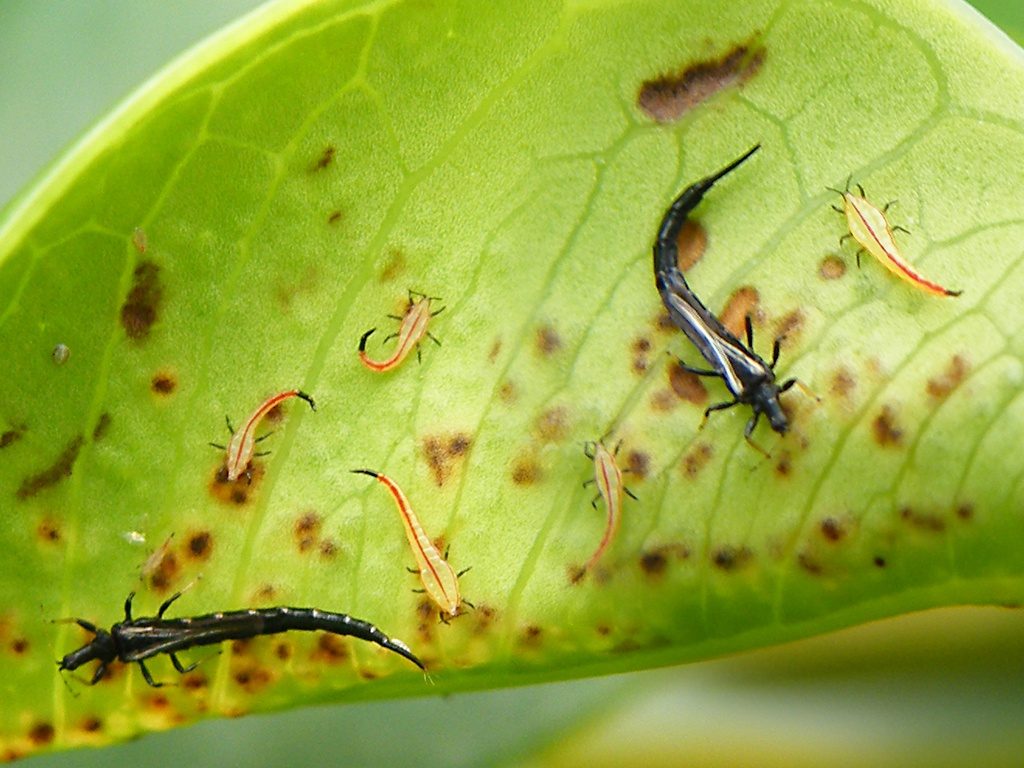 Thrips sur feuilles de rose