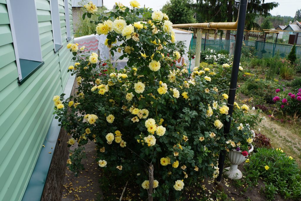 Arbuste rose jaune dans le pays