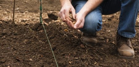 Planter une variété de radis d'hiver