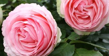 Buisson grimpant Pierre de Ronsard