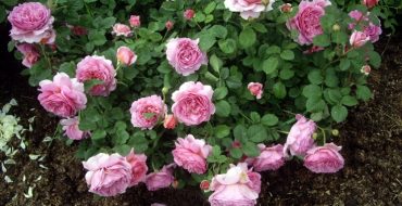 Rose anglaise Princesse Alexandra de Kent