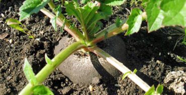 Faire pousser des radis en terre