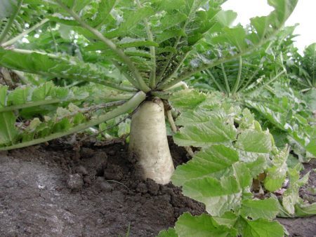 Radis daikon dans le jardin