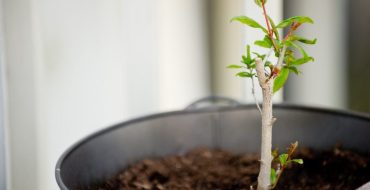 Tige de grenade enracinée