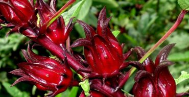 Apparition d'une rose soudanaise