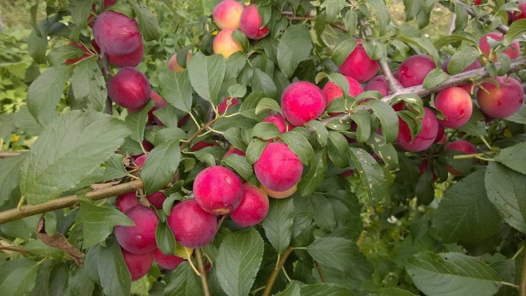 Variétés de prune cerise Lama
