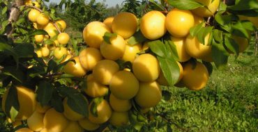 Variété de prune cerise Mara