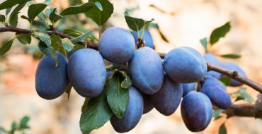 Branche de prune mûre