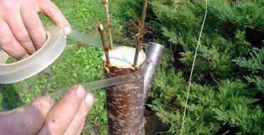 Greffe de cerisier au printemps