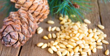 Cônes de cèdre et noix