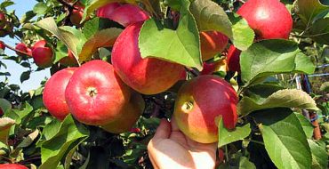 Cadeau de qualité pommier à Grafsky