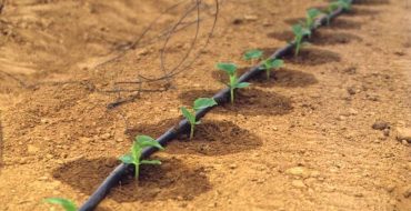 Un lit de concombres sous irrigation goutte à goutte