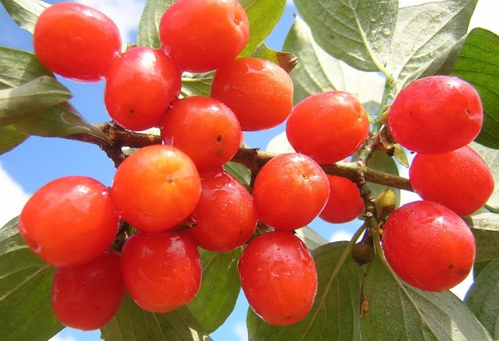 Type de bois - Marque de corail
