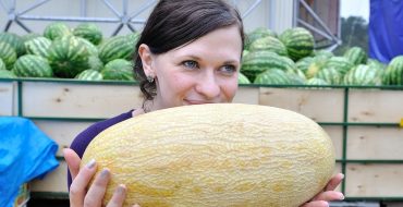 Grand melon mûr dans les mains d'une fille