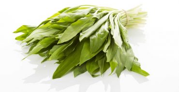 Un bouquet de feuilles d'ail sauvage