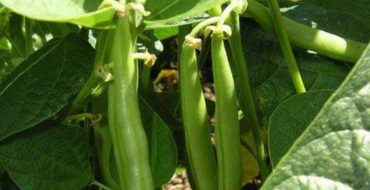 Haricots d'extérieur