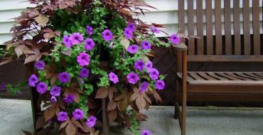 Aspect patate douce Ipomoea