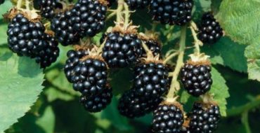 Baies d'agave aux mûres