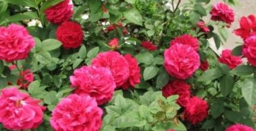 Les roses sont reconnues comme les plus belles fleurs