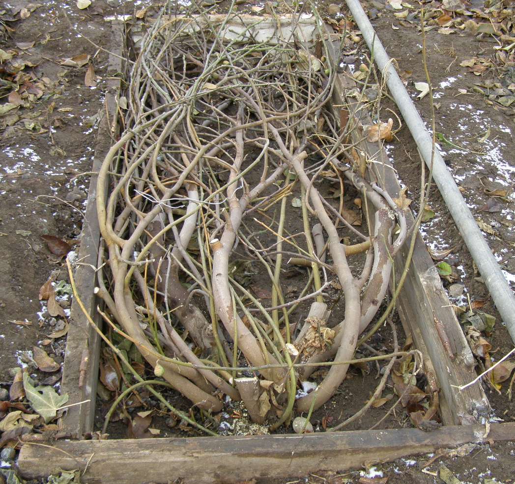 Poser des branches de figuier au sol