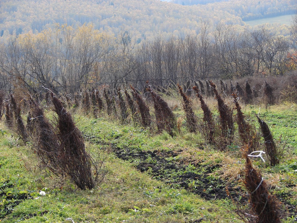 Préparation des arbustes pour le froid à venir
