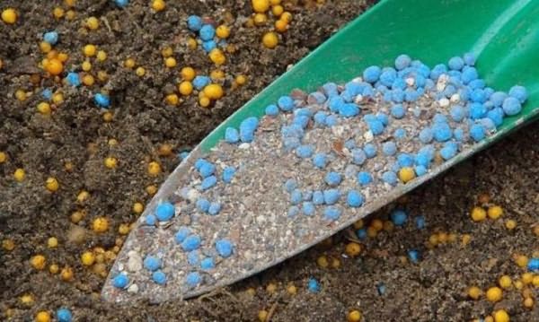 Alimentation d'automne des plantes avec des engrais potassium-phosphore