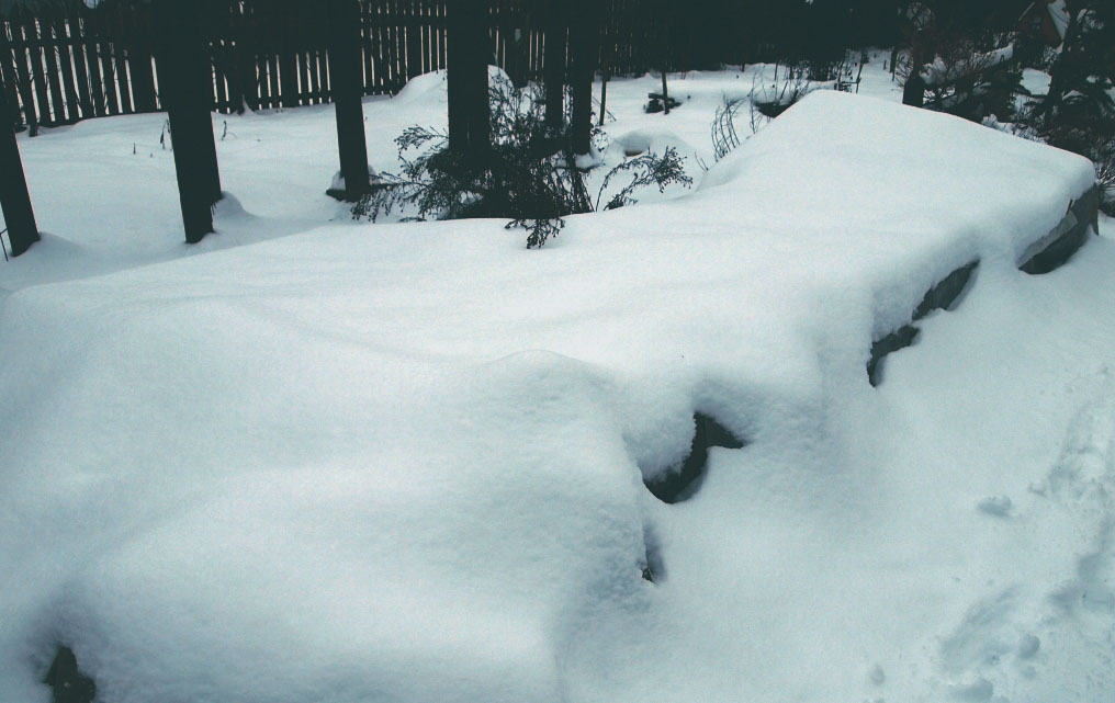 Forsythia hivernant dans les régions du nord